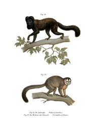 Saki barbudo com o dorso marrom, 1860